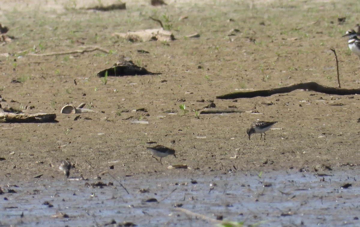 Least Sandpiper - ML621200528