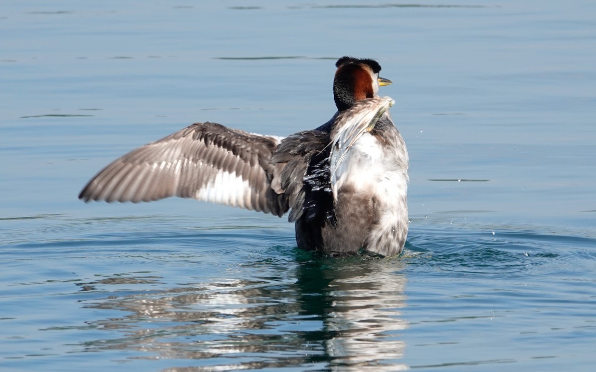 Red-necked Grebe - ML621200573