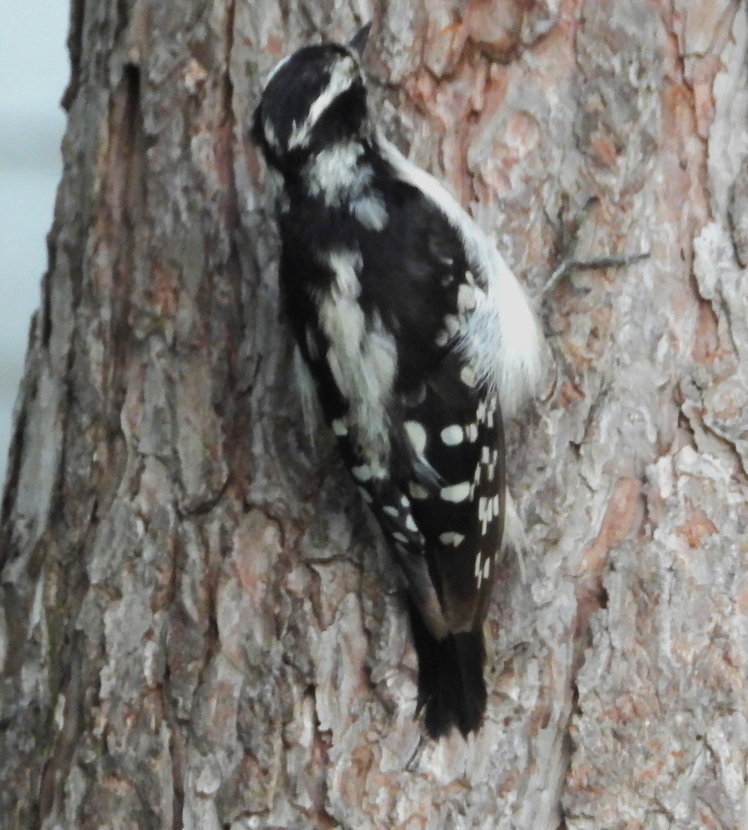 Downy Woodpecker - ML621200578
