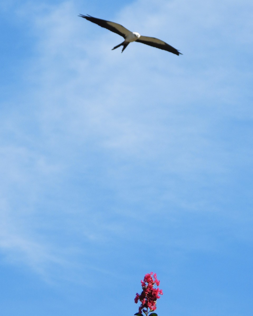 Swallow-tailed Kite - ML621200585