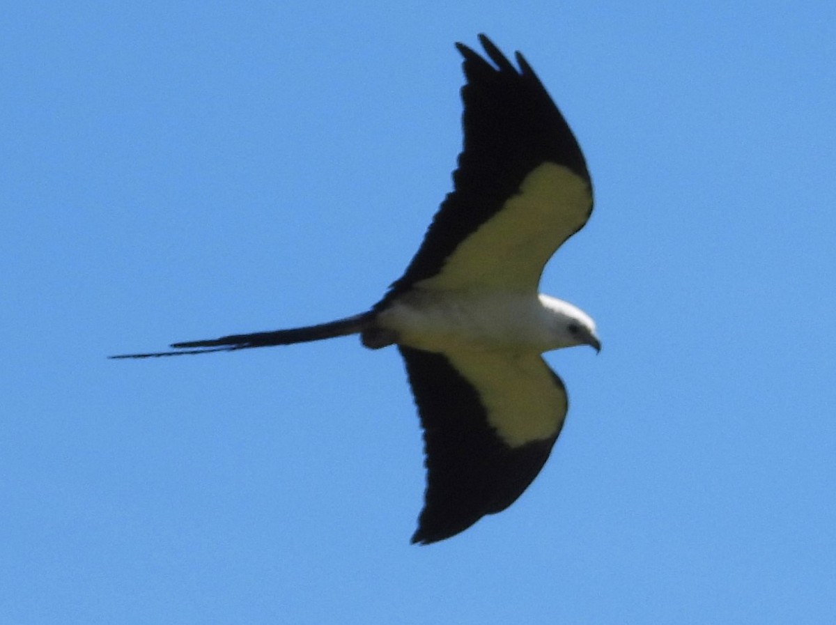 Swallow-tailed Kite - ML621200586