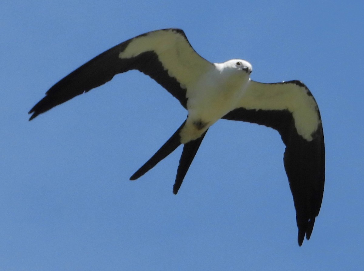 Swallow-tailed Kite - ML621200587