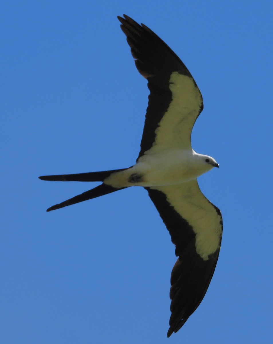 Swallow-tailed Kite - ML621200588
