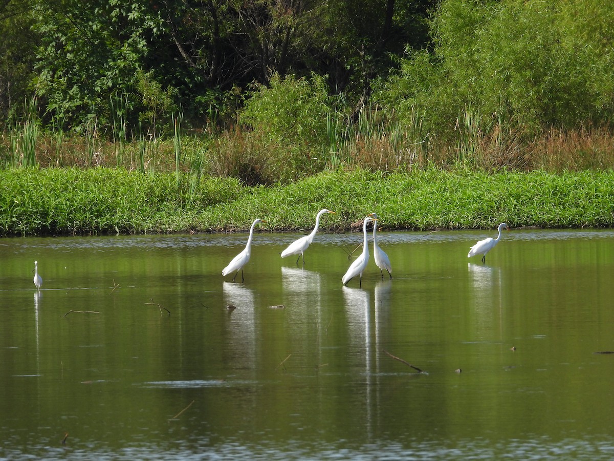 Great Egret - ML621200638