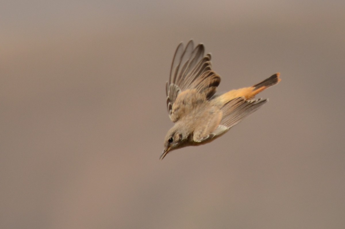 Persian Wheatear - ML621200641