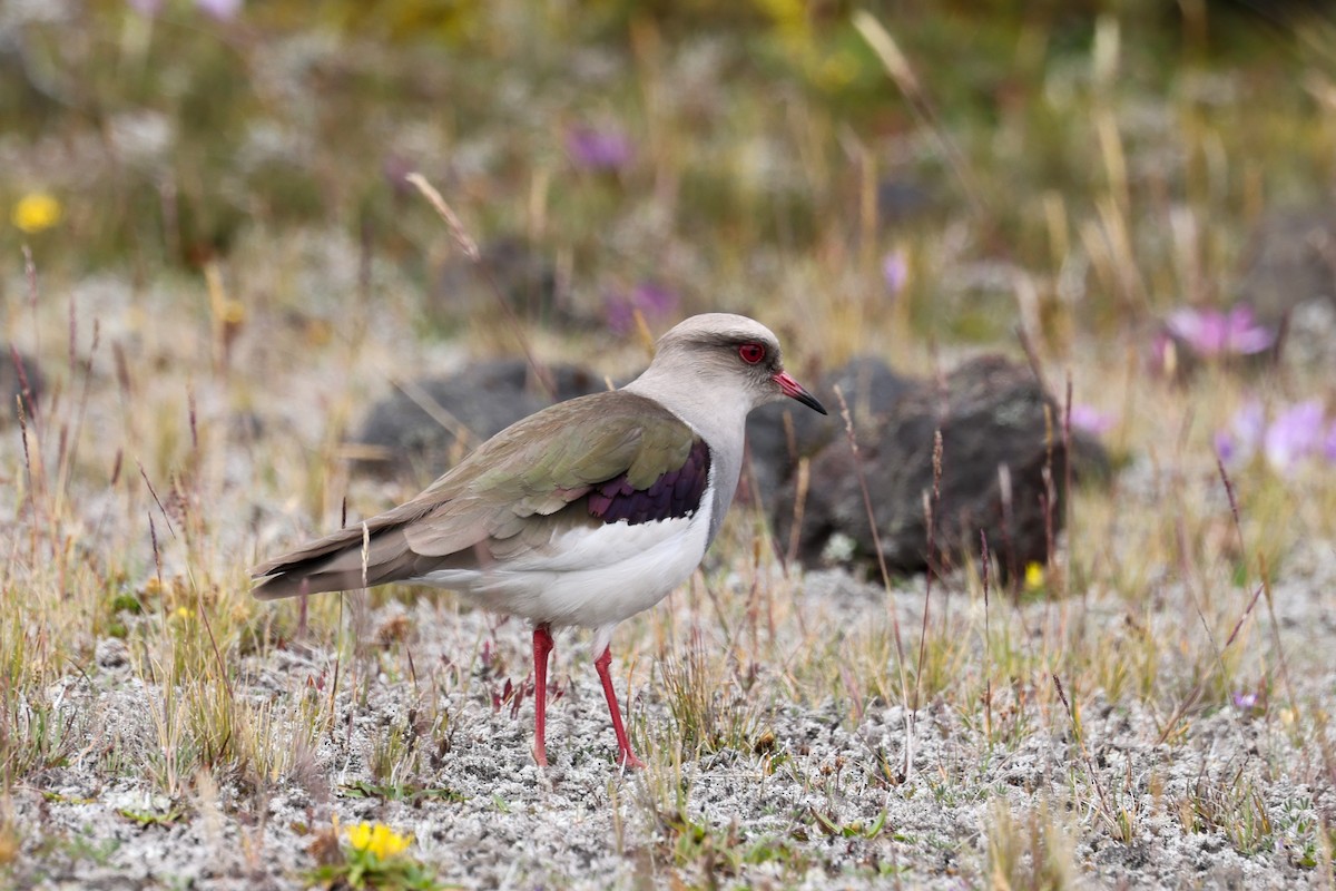 Andean Lapwing - ML621200678