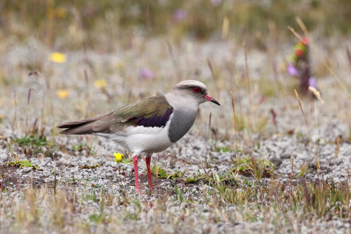 Andean Lapwing - ML621200679