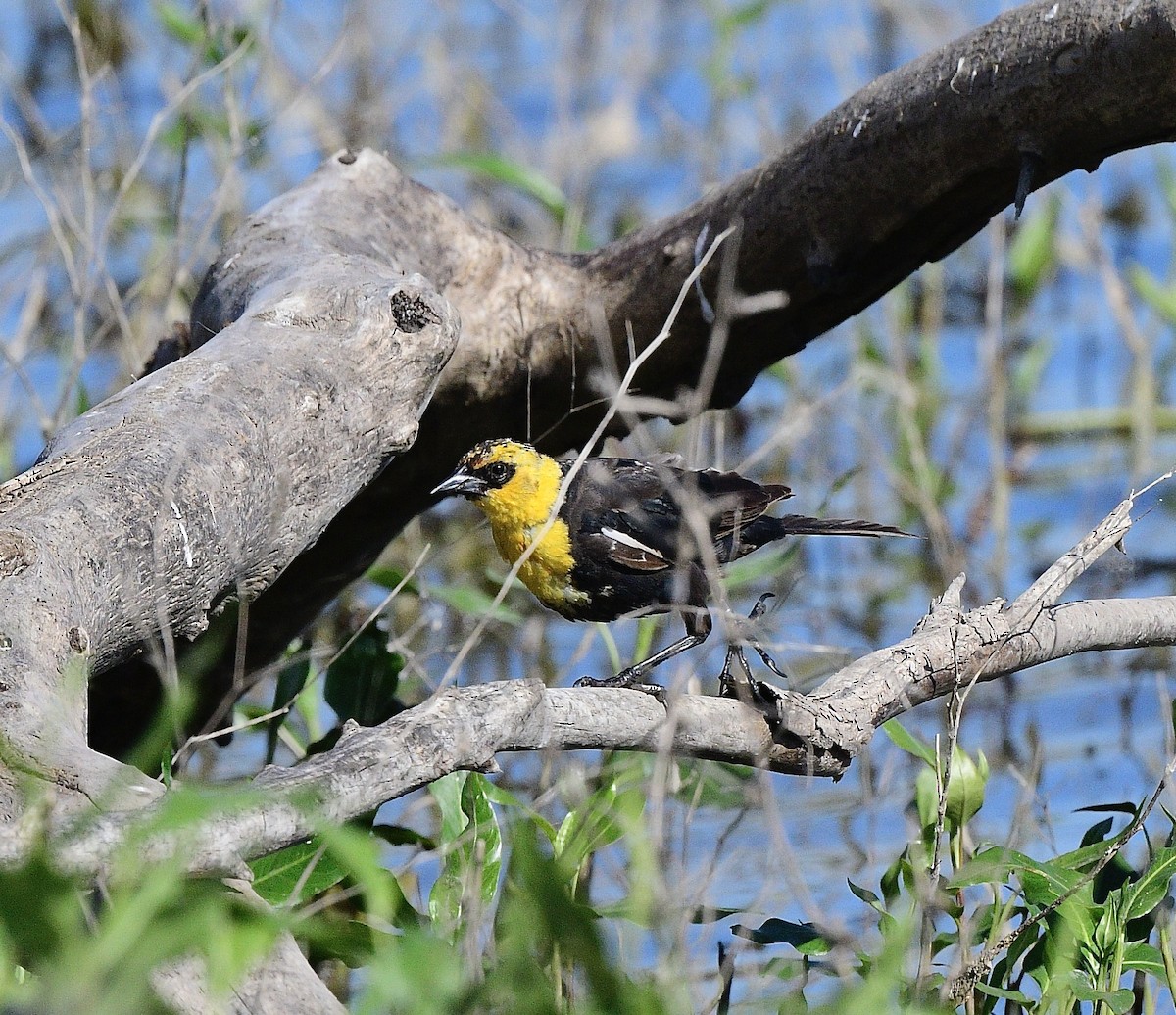 Yellow-headed Blackbird - ML621200696