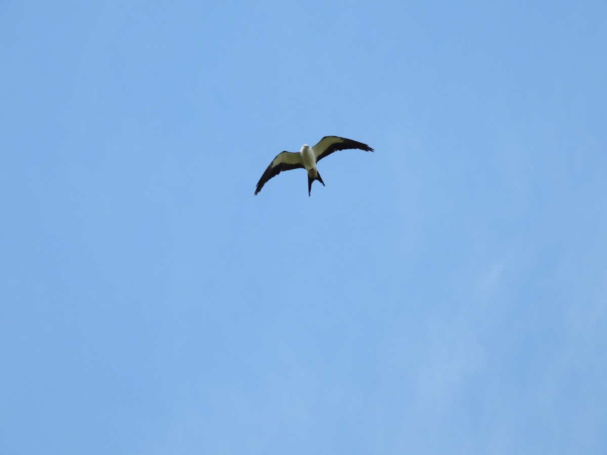 Swallow-tailed Kite - ML621200701
