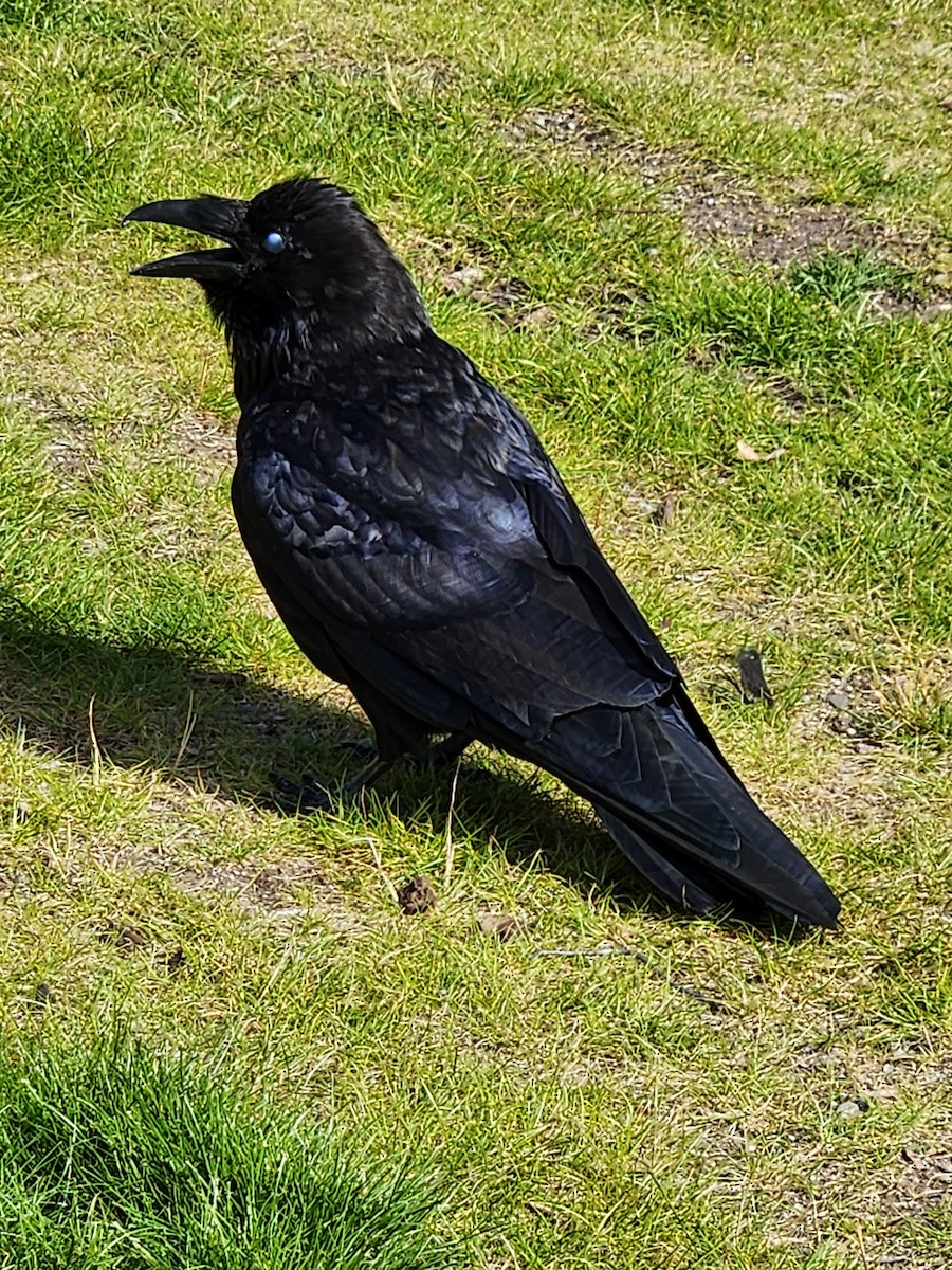 Common Raven - ML621200724