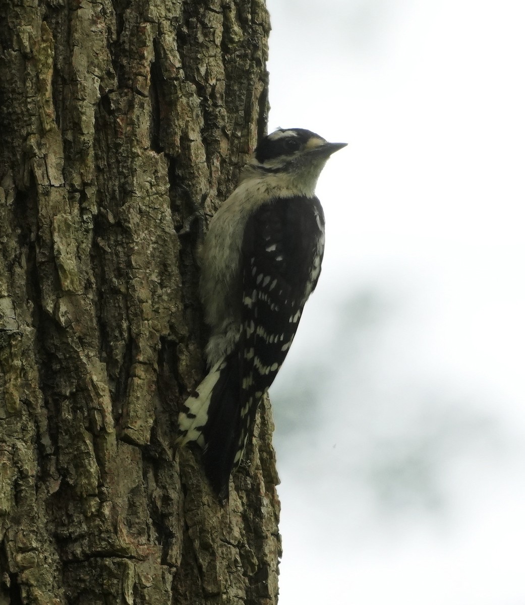 Downy Woodpecker - ML621200781