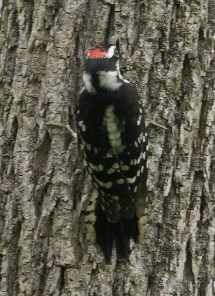 Downy Woodpecker - ML621200782