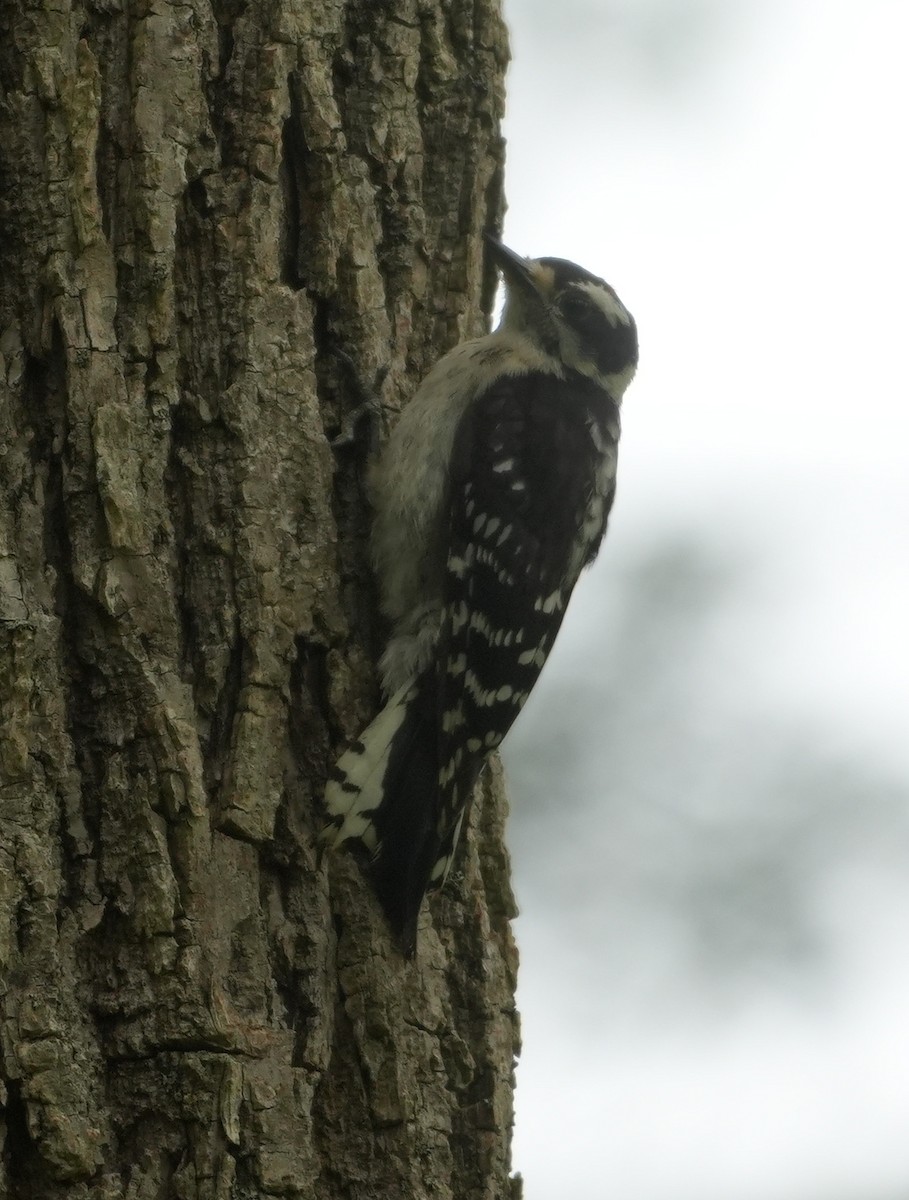 Downy Woodpecker - ML621200784