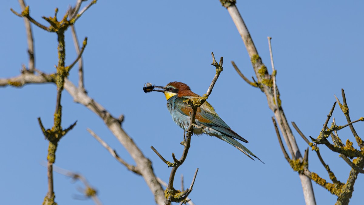 European Bee-eater - ML621200790
