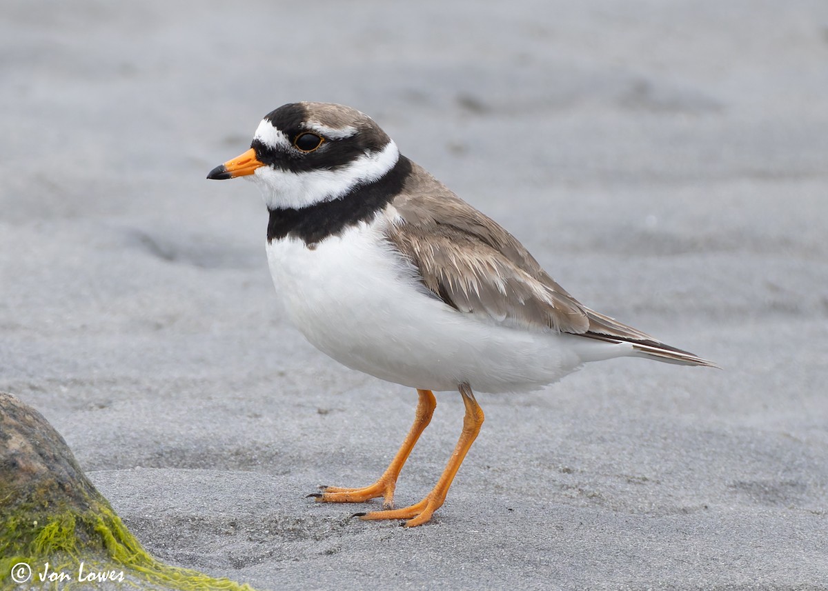 Common Ringed Plover - ML621200816