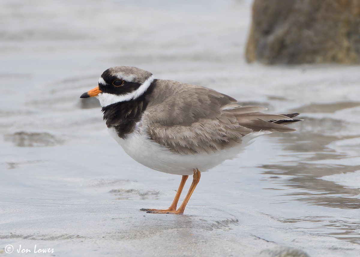 Common Ringed Plover - ML621200819