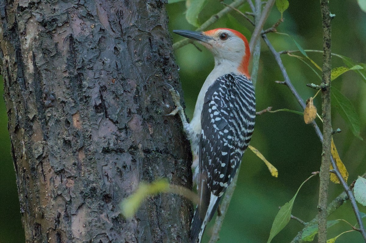 Red-bellied Woodpecker - ML621200826