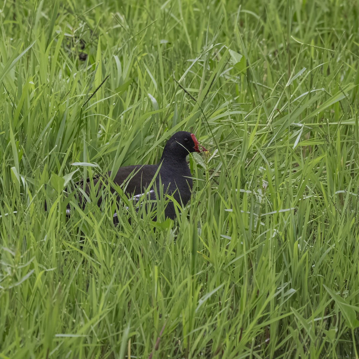 Eurasian Moorhen - ML621200831