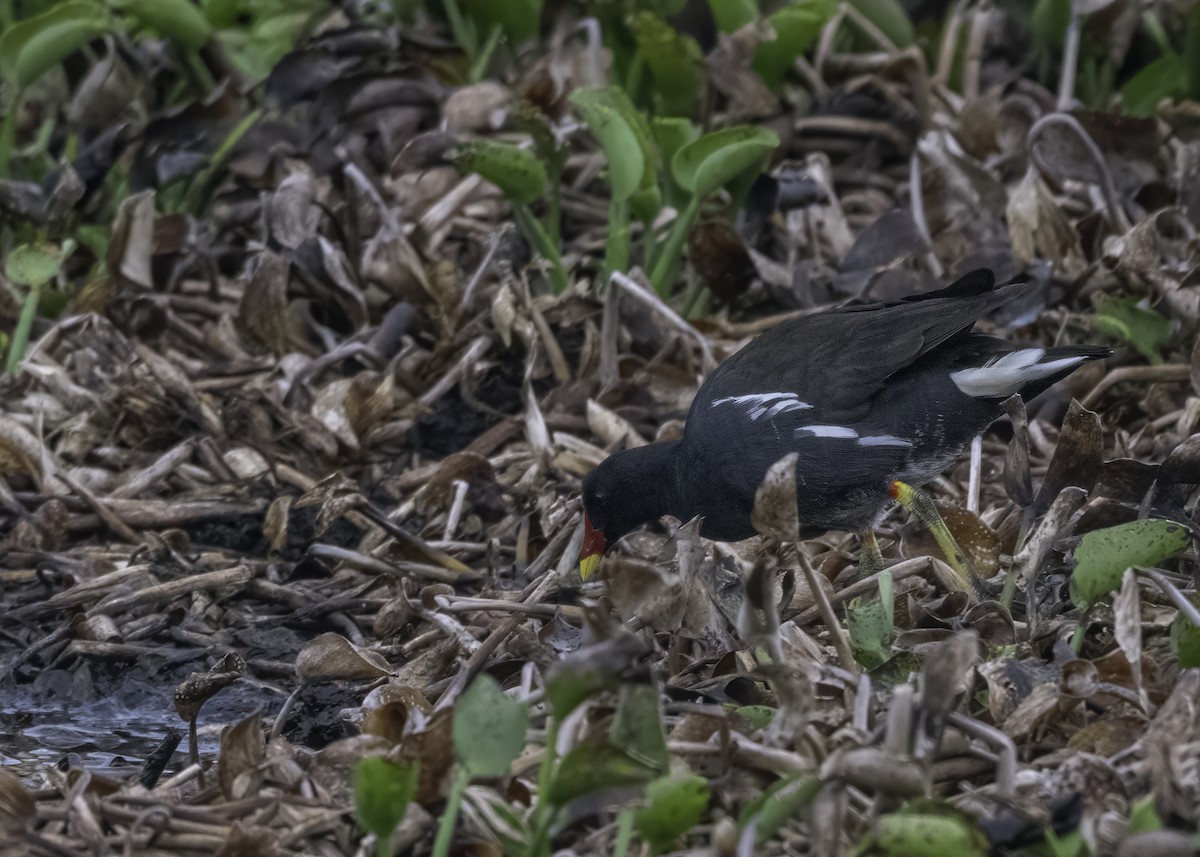 Eurasian Moorhen - ML621200839