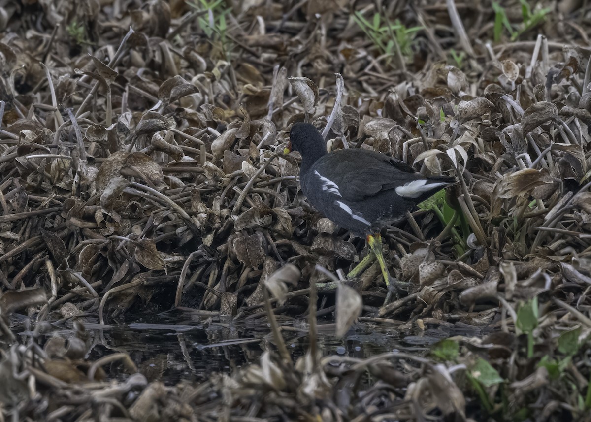 Gallinule poule-d'eau - ML621200856