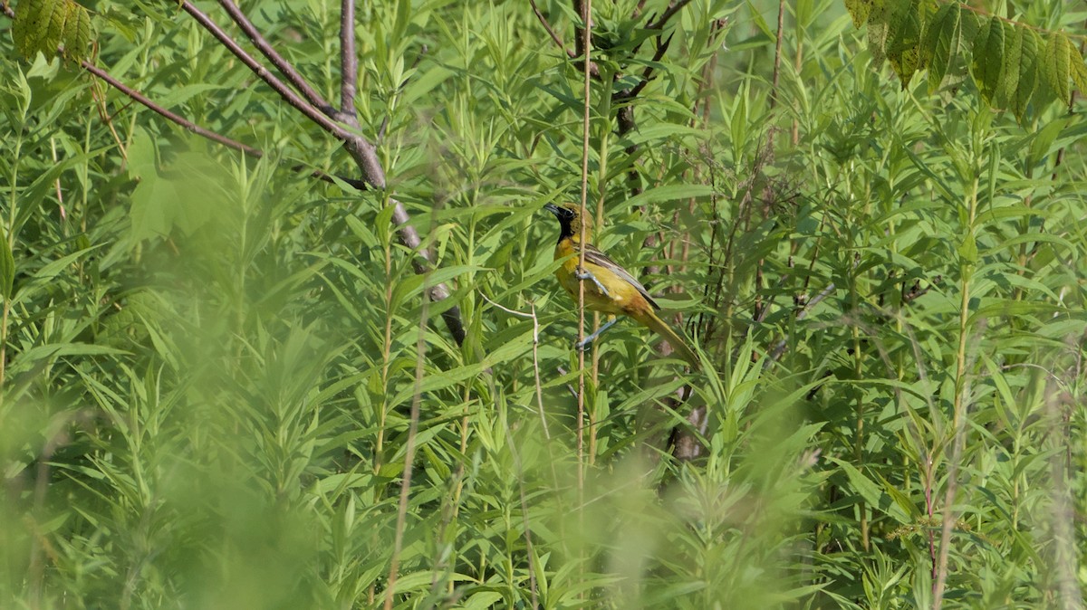 Orchard Oriole - ML621200864