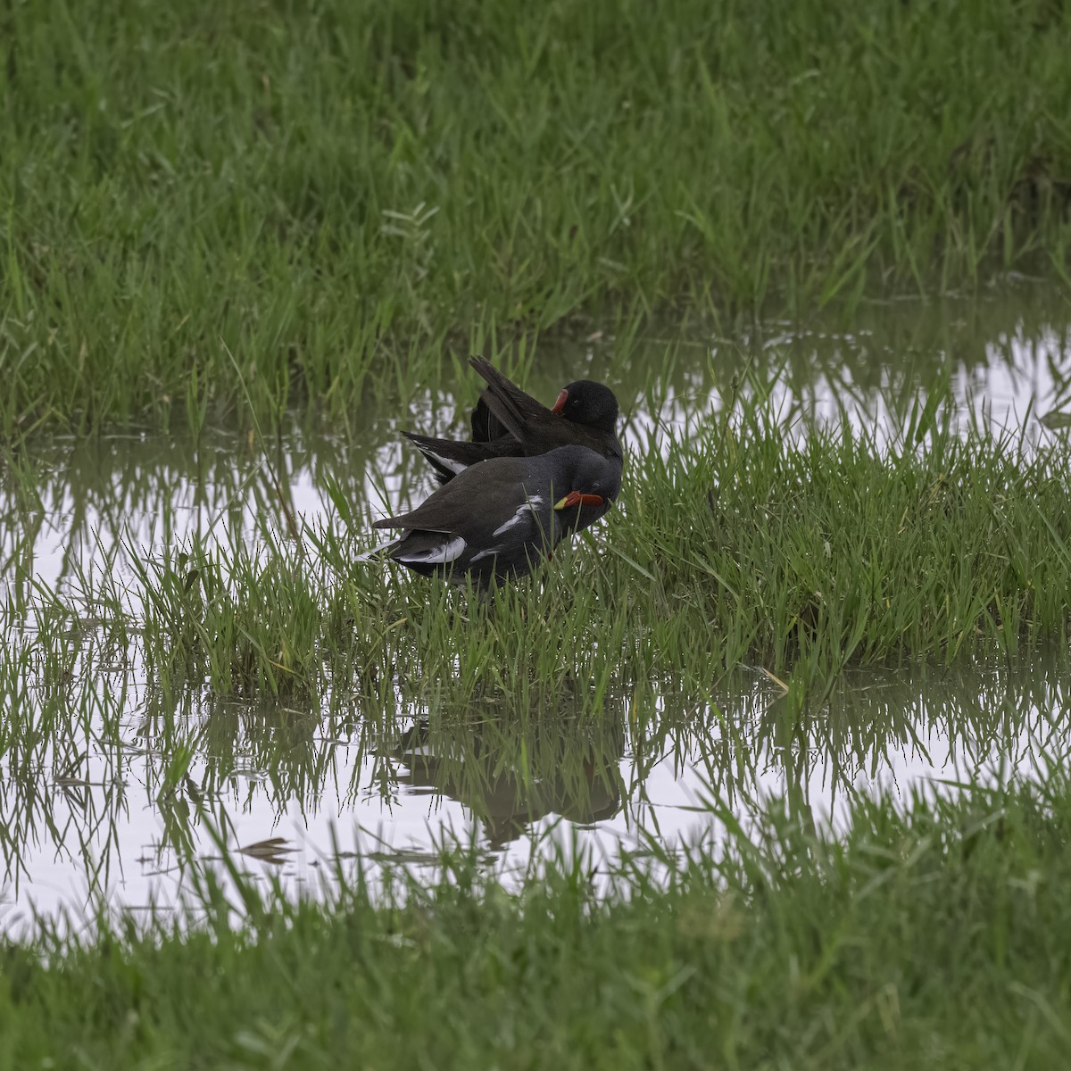 Gallinule poule-d'eau - ML621200867