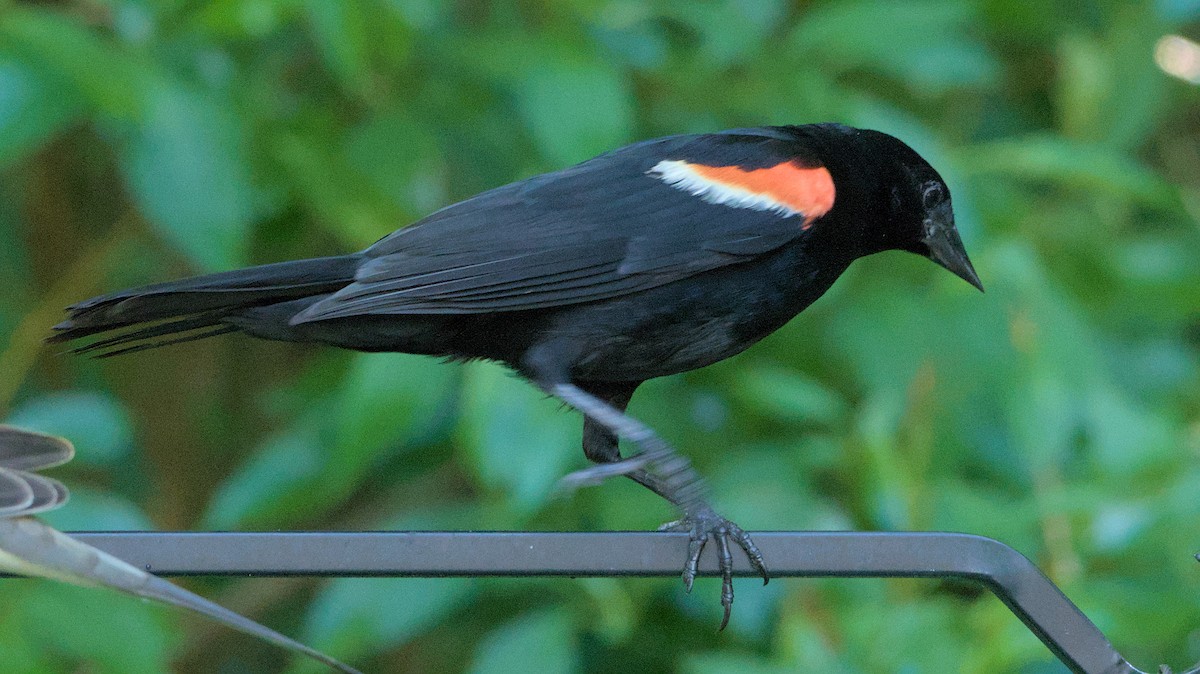 Red-winged Blackbird - ML621200868