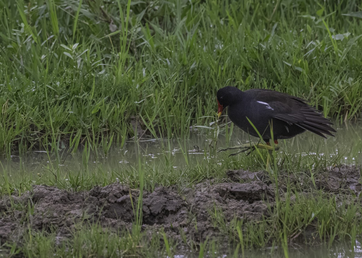 Gallinule poule-d'eau - ML621200874