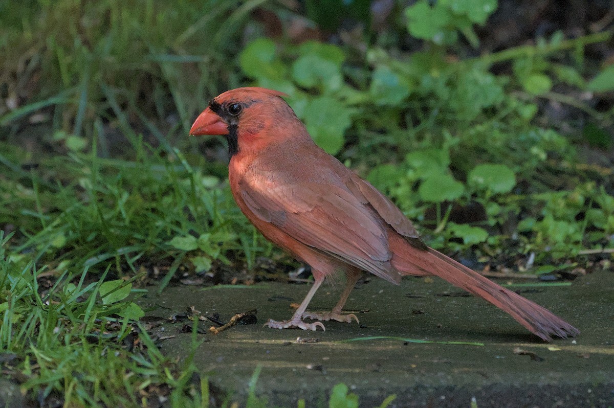 Cardinal rouge - ML621200899