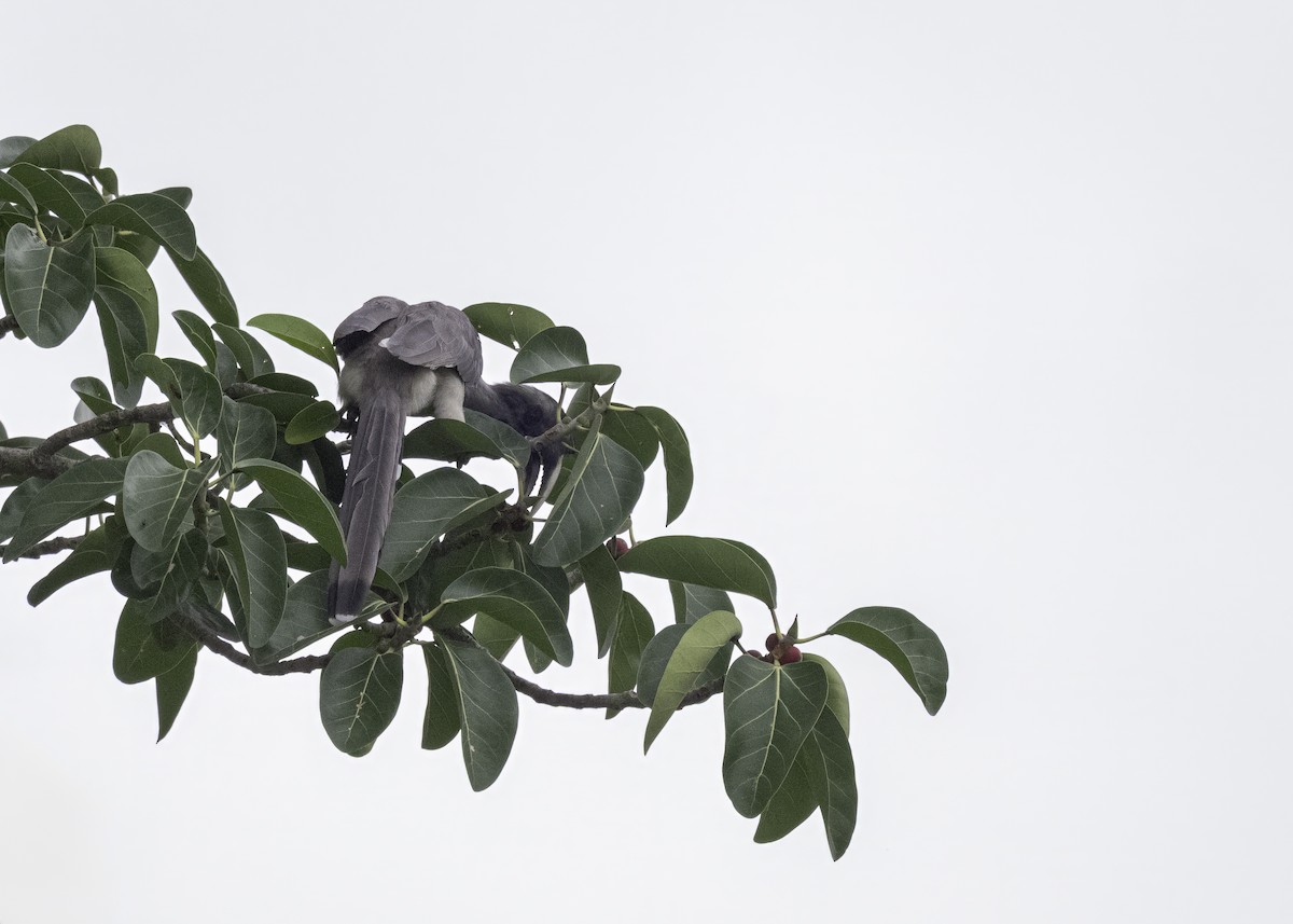 Indian Gray Hornbill - ML621200939