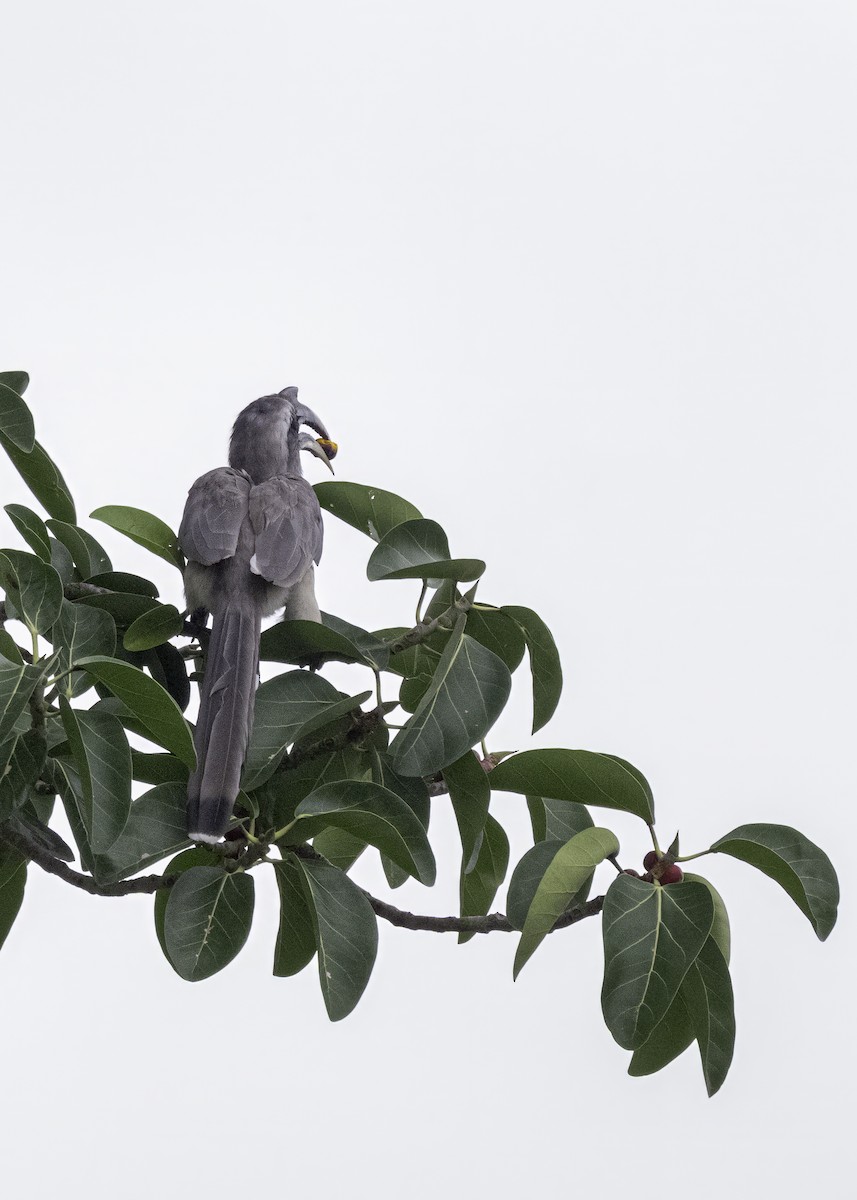 Indian Gray Hornbill - ML621200940