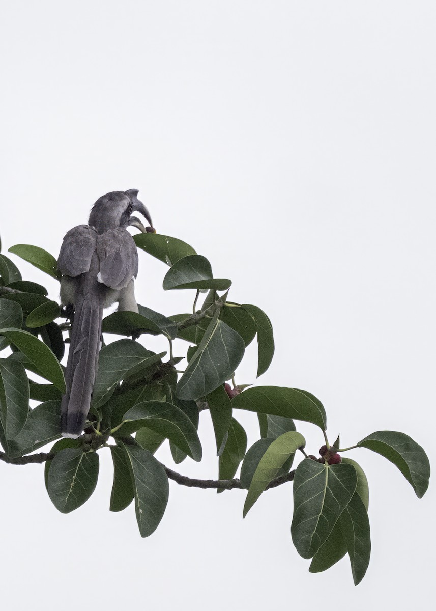 Indian Gray Hornbill - ML621200941