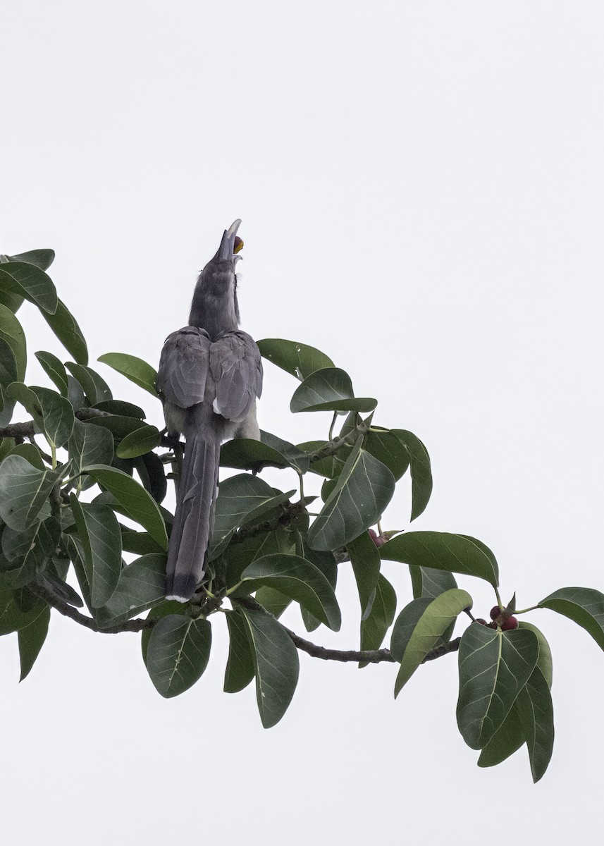 Indian Gray Hornbill - ML621200942
