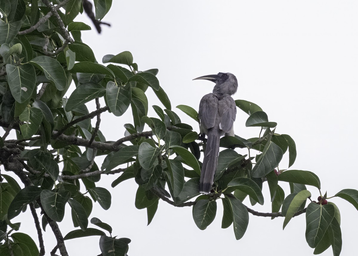 Indian Gray Hornbill - ML621200943