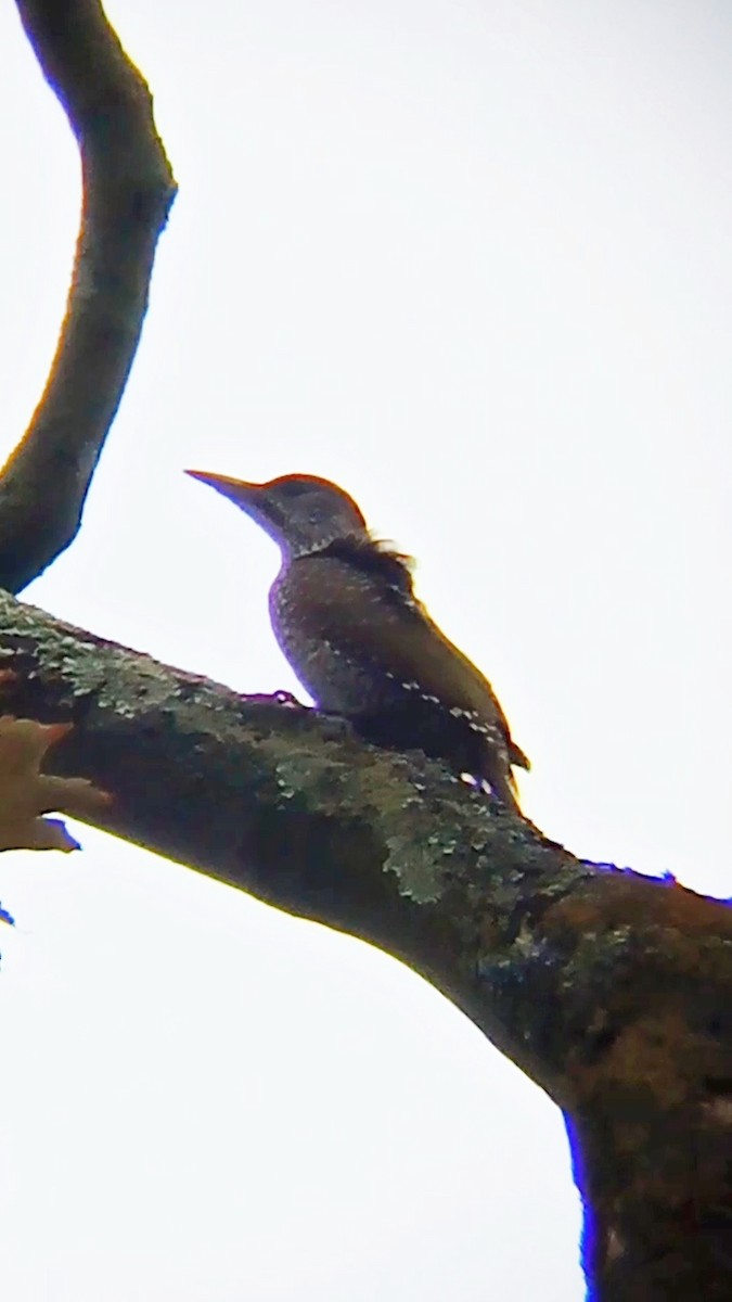 Eurasian Green Woodpecker - ML621200997