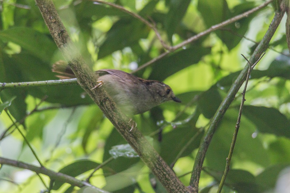 Dusky Fulvetta - ML621201001