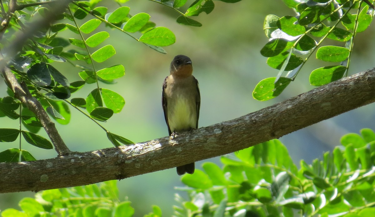 Southern Rough-winged Swallow - ML621201007