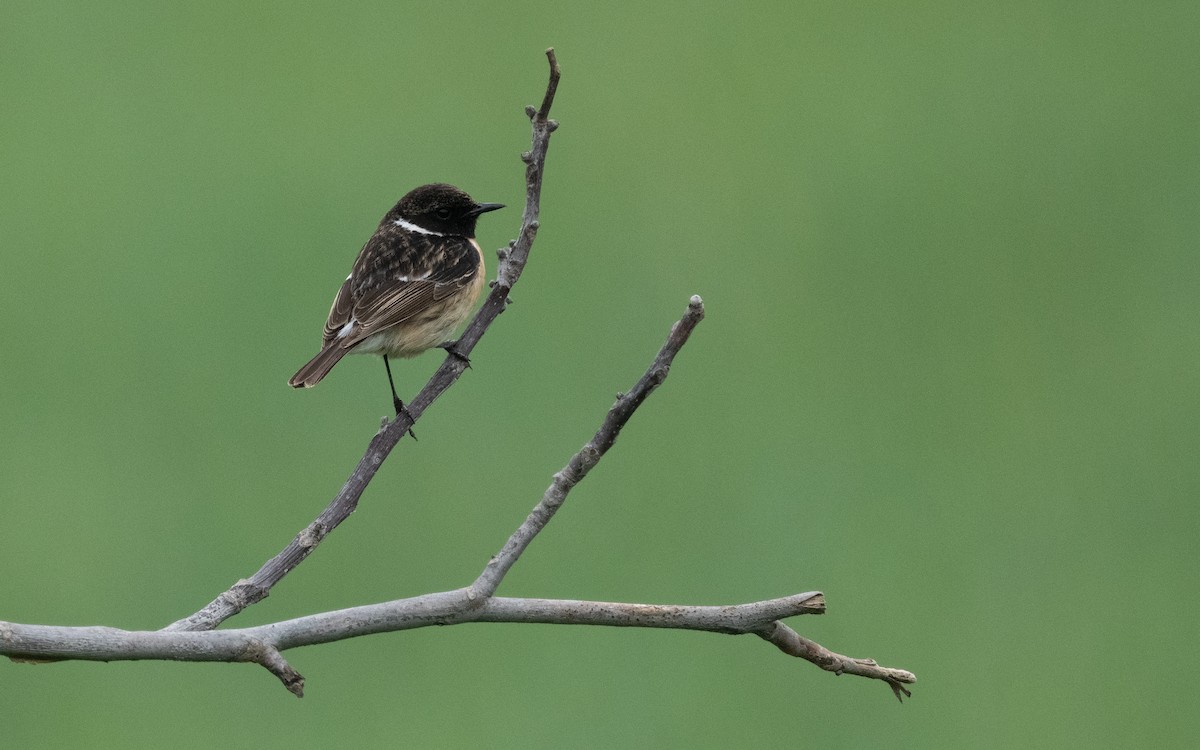 European Stonechat - ML621201026