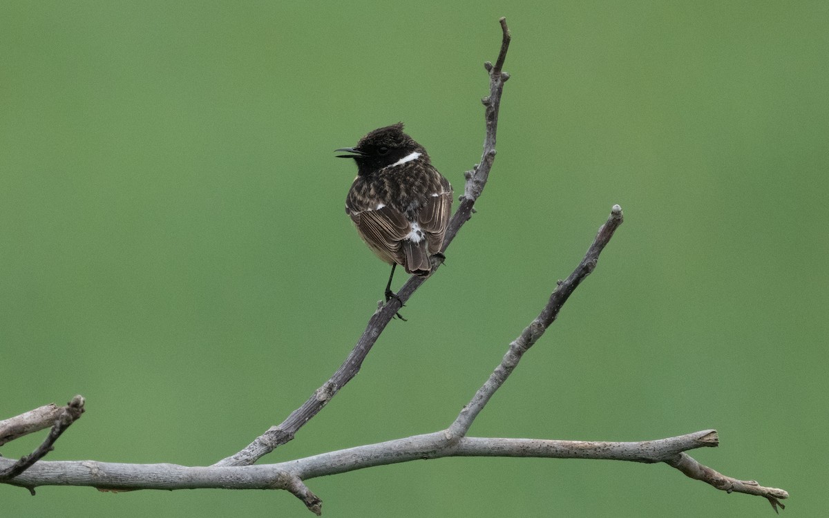 European Stonechat - ML621201027