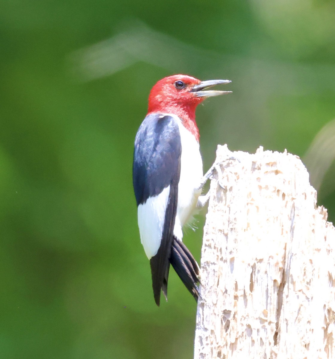 Red-headed Woodpecker - ML621201046