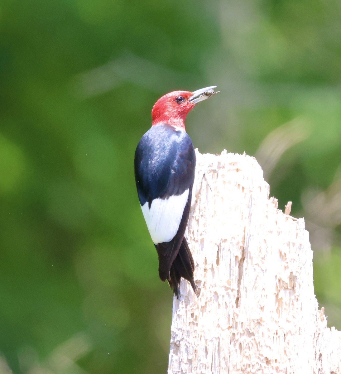 Red-headed Woodpecker - ML621201047