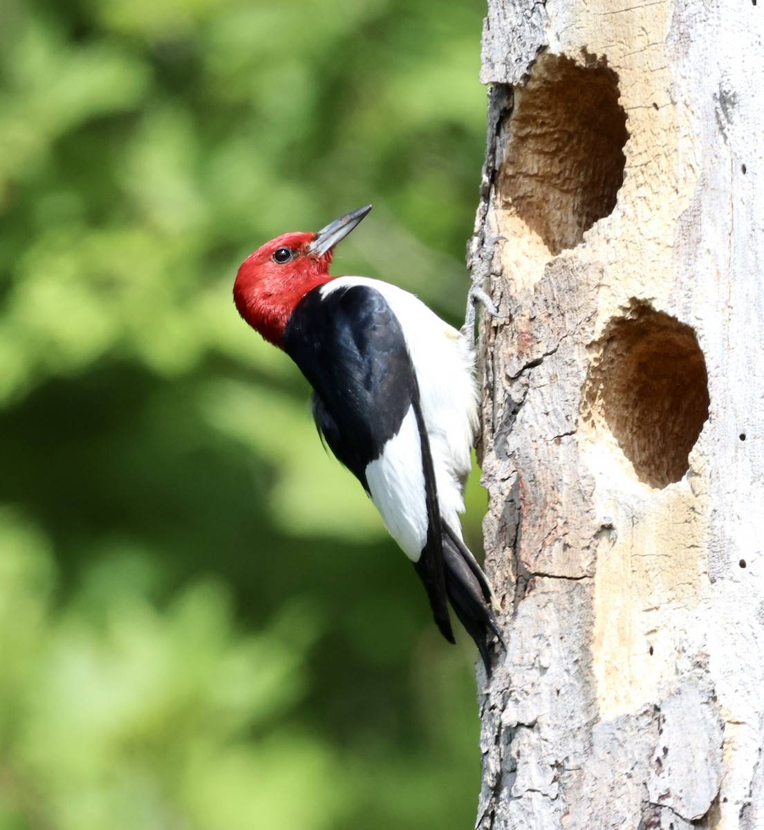 Red-headed Woodpecker - ML621201048