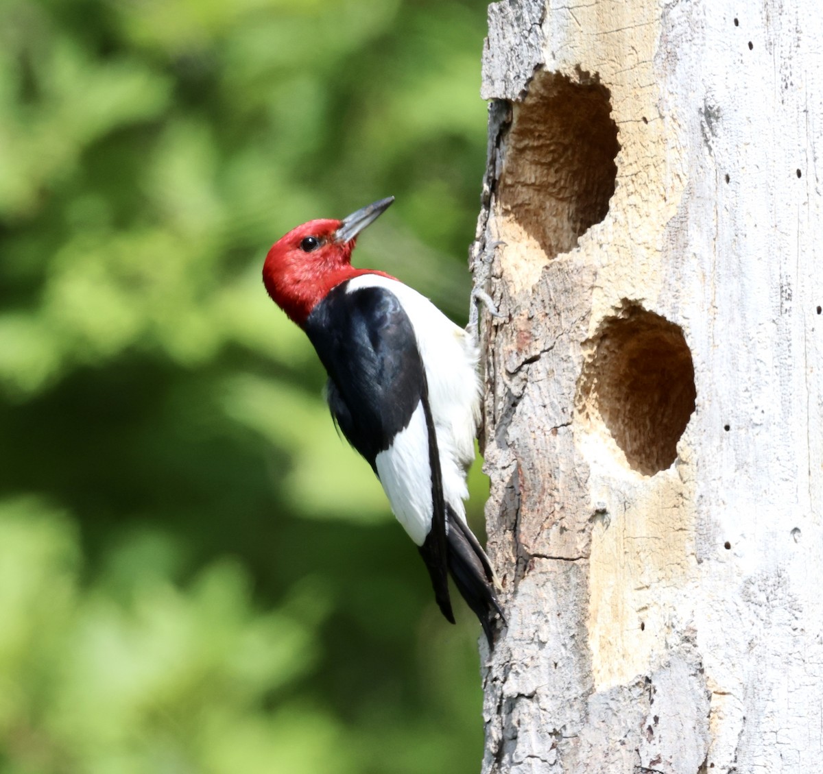 Red-headed Woodpecker - ML621201049