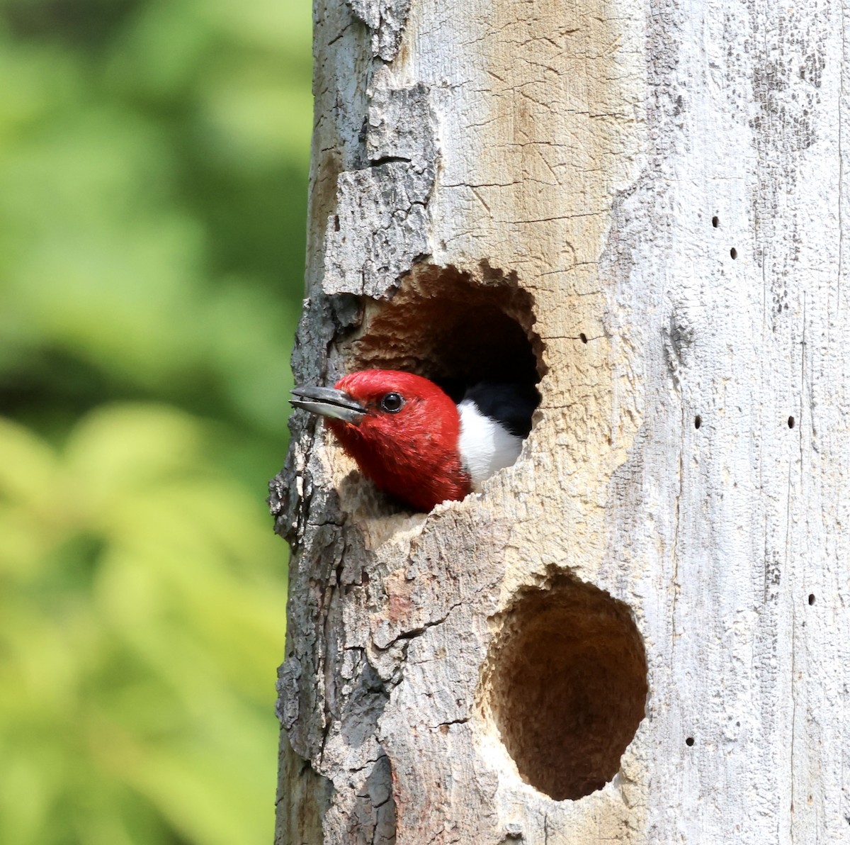 Red-headed Woodpecker - ML621201050