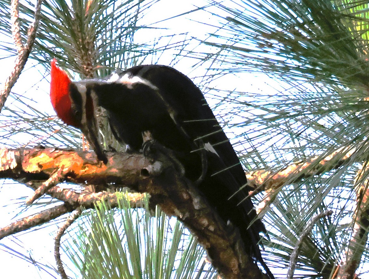 Pileated Woodpecker - ML621201072