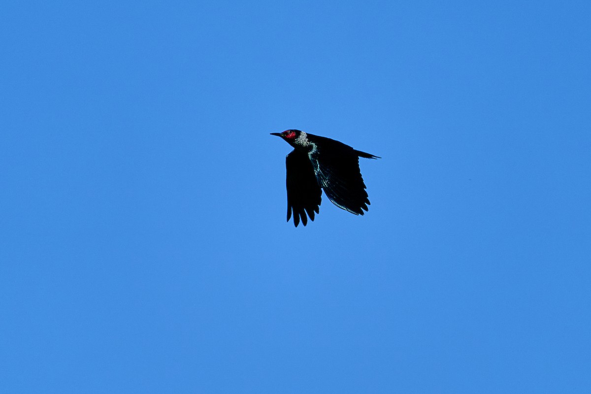 Lewis's Woodpecker - ML621201111