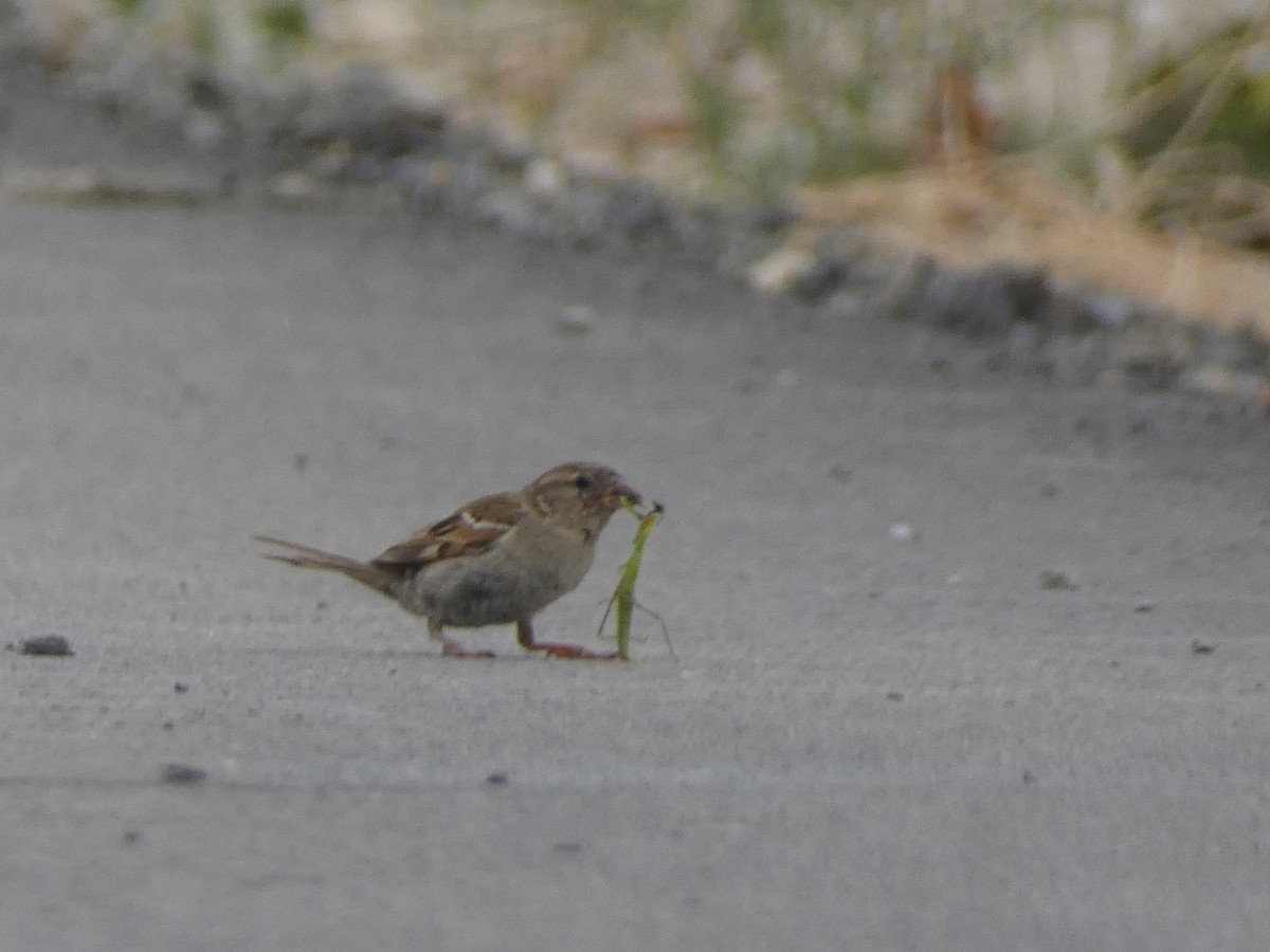 House Sparrow - ML621201154
