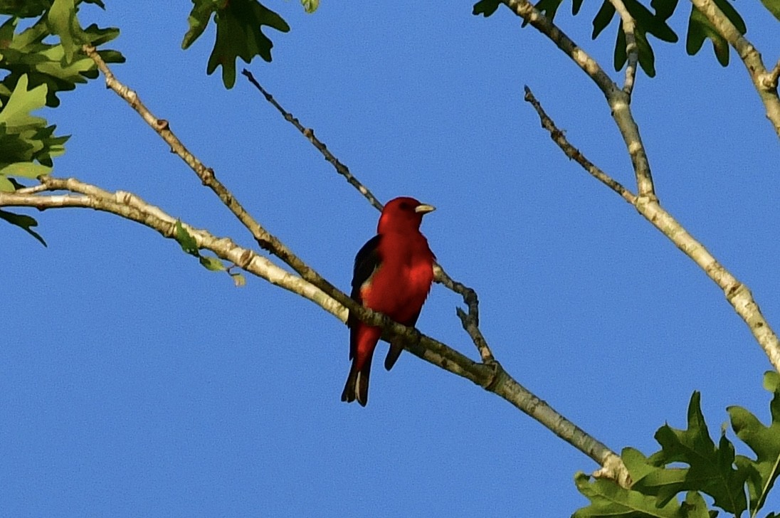 Scarlet Tanager - ML621201204