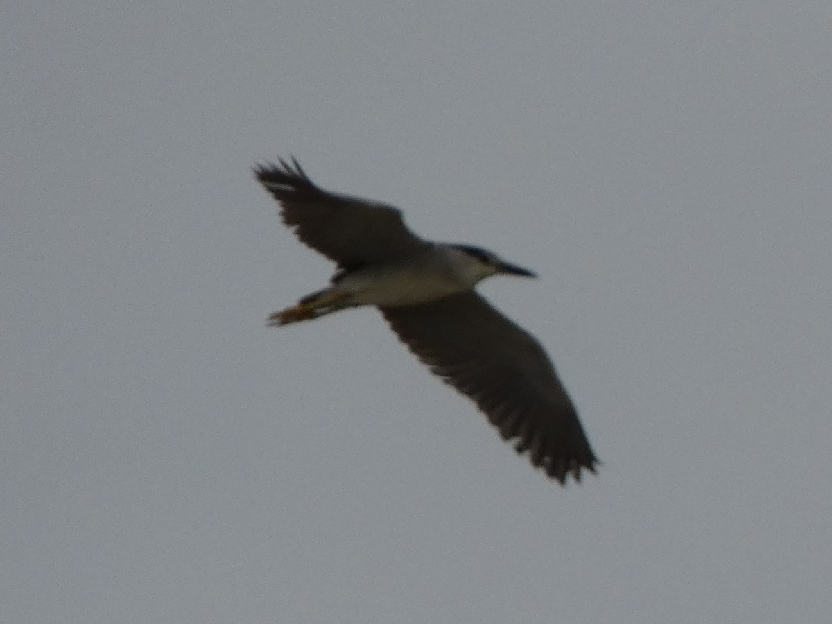 Black-crowned Night Heron - ML621201224