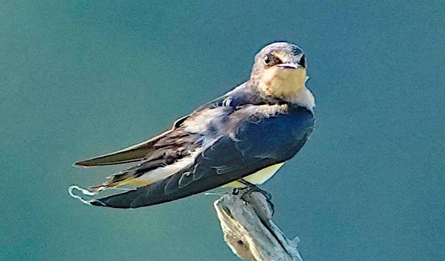 Barn Swallow - ML621201228